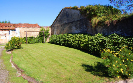 Césped con arbustos